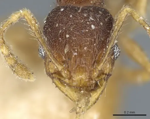 Pheidole sagei specimen CASENT0904262 image casent0904262_2