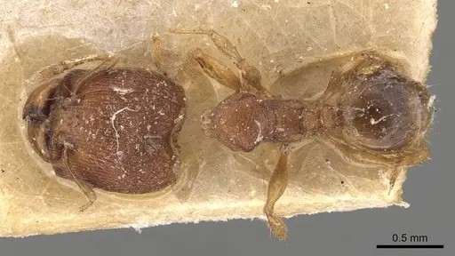 Pheidole sagei specimen CASENT0907995 image casent0907995_1