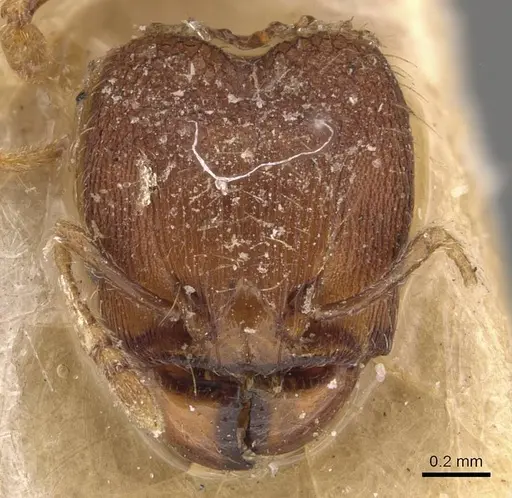 Pheidole sagei specimen CASENT0907995 image casent0907995_2