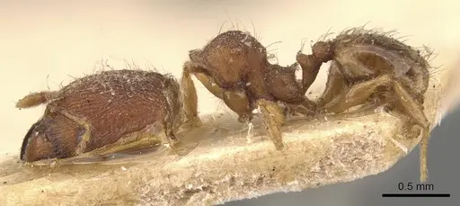 Pheidole sagei specimen CASENT0907995 image casent0907995_3