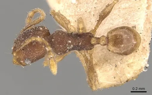 Pheidole sagei specimen CASENT0907996 image casent0907996_1