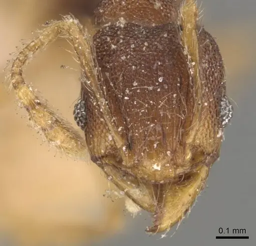 Pheidole sagei specimen CASENT0907996 image casent0907996_2