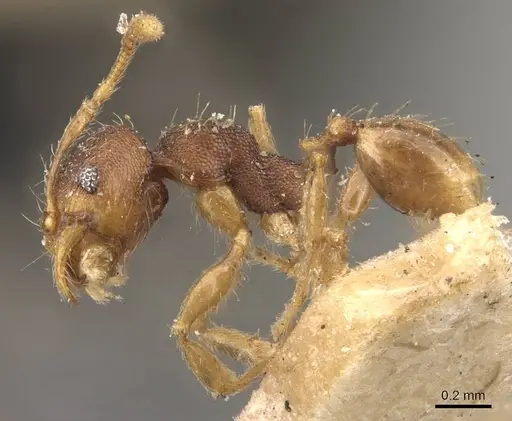 Pheidole sagei specimen CASENT0907996 image casent0907996_3