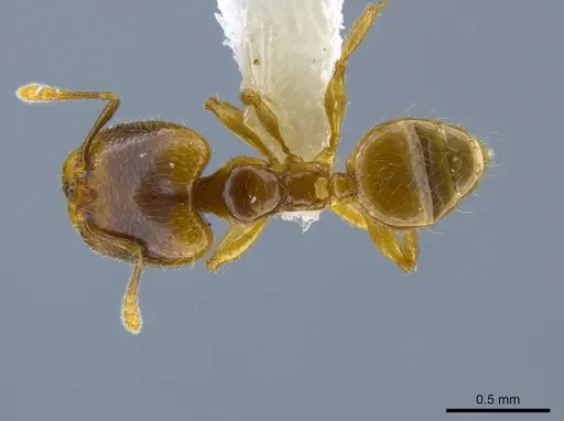 Pheidole sagittaria specimen CASENT0633472 image casent0633472_1