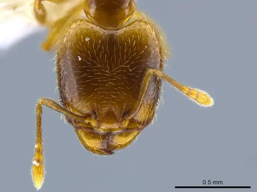 Pheidole sagittaria specimen CASENT0633472 image casent0633472_2