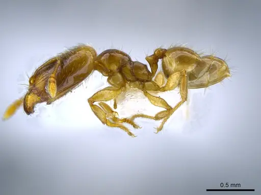 Pheidole sagittaria specimen CASENT0633472 image casent0633472_3