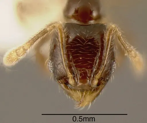 Pheidole sagittaria specimen CASENT0635521 image casent0635521_1