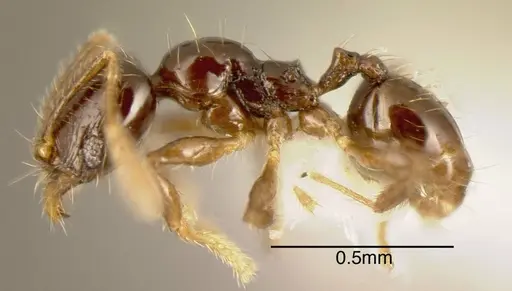 Pheidole sagittaria specimen CASENT0635521 image casent0635521_2