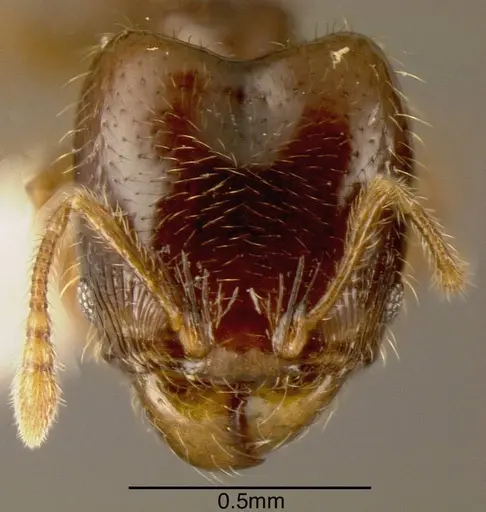 Pheidole sagittaria specimen INBIOCRI002279739 image inbiocri002279739_1