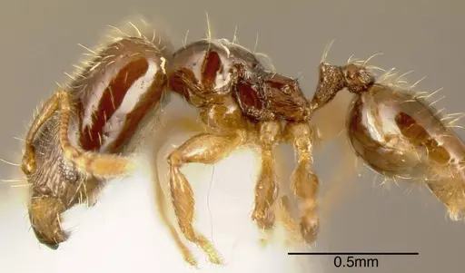 Pheidole sagittaria specimen INBIOCRI002279739 image inbiocri002279739_2