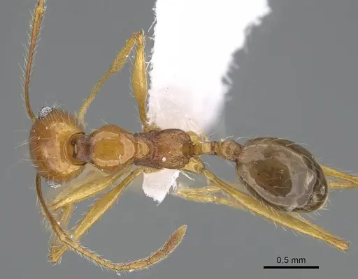 Pheidole sarae specimen CASENT0922283 image casent0922283_1