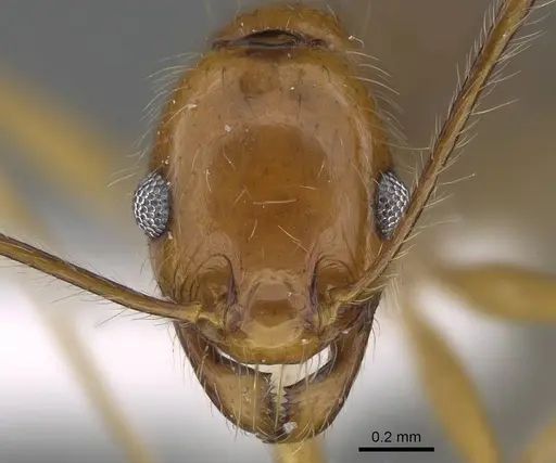 Pheidole sarae specimen CASENT0922283 image casent0922283_2
