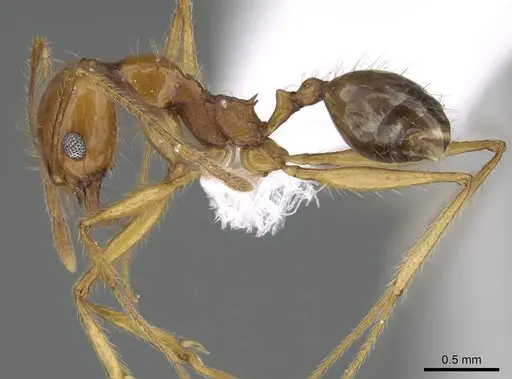 Pheidole sarae specimen CASENT0922283 image casent0922283_3