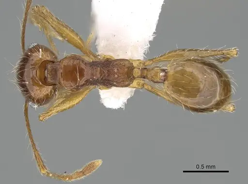Pheidole sarae specimen CASENT0922294 image casent0922294_1
