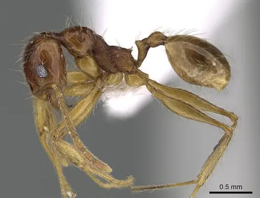 Pheidole sarae specimen CASENT0922294 image casent0922294_3