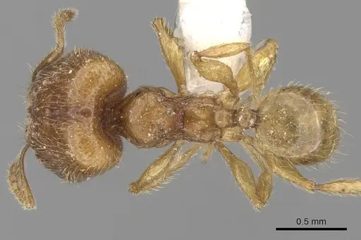Pheidole sarawakana specimen CASENT0281716 image casent0281716_1