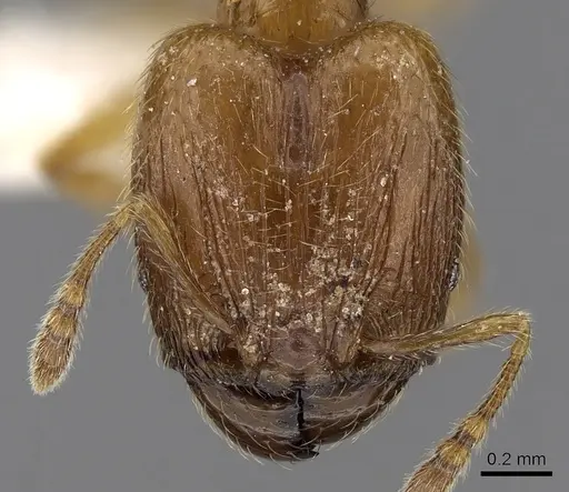 Pheidole sarawakana specimen CASENT0281716 image casent0281716_2