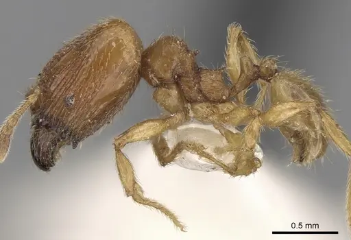Pheidole sarawakana specimen CASENT0281716 image casent0281716_3
