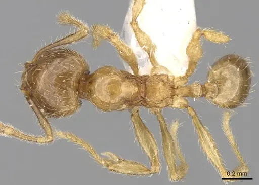 Pheidole sarawakana specimen CASENT0281717 image casent0281717_1
