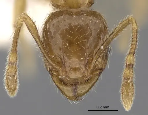 Pheidole sarawakana specimen CASENT0281717 image casent0281717_2