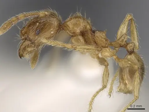 Pheidole sarawakana specimen CASENT0281717 image casent0281717_3