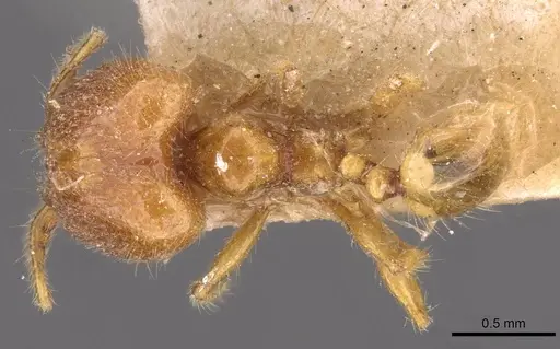 Pheidole sarawakana specimen CASENT0907999 image casent0907999_1