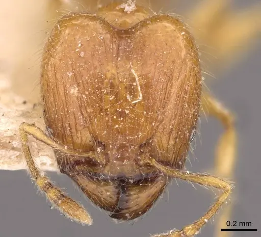 Pheidole sarawakana specimen CASENT0907999 image casent0907999_2