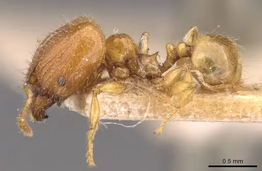 Pheidole sarawakana specimen CASENT0907999 image casent0907999_3