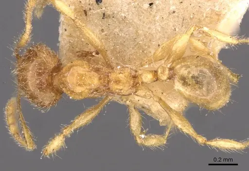 Pheidole sarawakana specimen CASENT0908000 image casent0908000_1