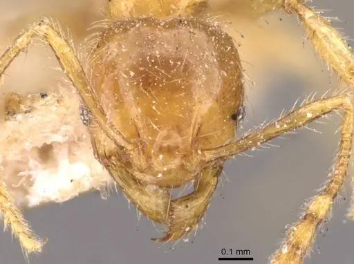 Pheidole sarawakana specimen CASENT0908000 image casent0908000_2