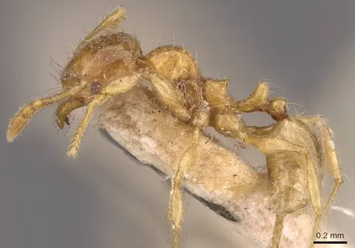 Pheidole sarawakana specimen CASENT0908000 image casent0908000_3
