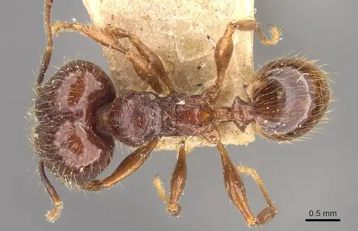 Pheidole sarcina specimen CASENT0908161 image casent0908161_1