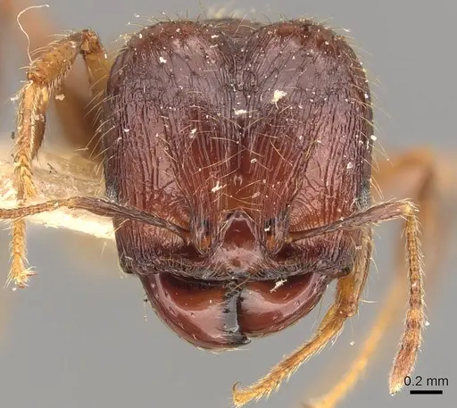 Pheidole sarcina specimen CASENT0908161 image casent0908161_2