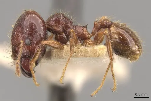 Pheidole sarcina specimen CASENT0908161 image casent0908161_3