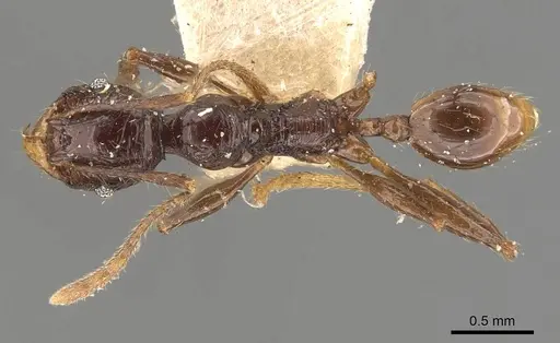 Pheidole sarcina specimen CASENT0908162 image casent0908162_1
