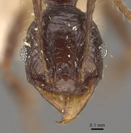 Pheidole sarcina specimen CASENT0908162 image casent0908162_2