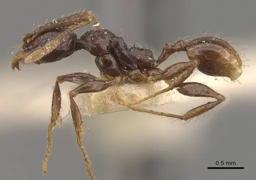 Pheidole sarcina specimen CASENT0908162 image casent0908162_3