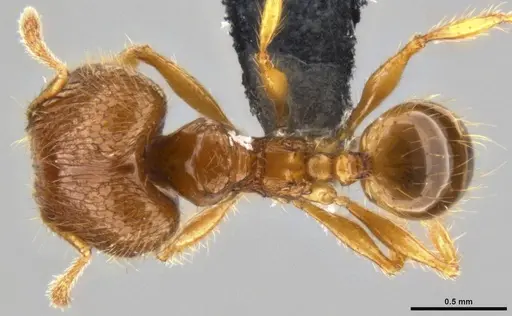 Pheidole sauberi specimen CASENT0219512 image casent0219512_1