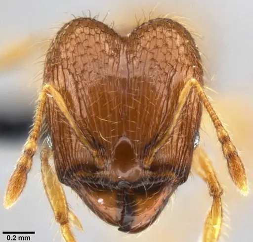 Pheidole sauberi specimen CASENT0219512 image casent0219512_2