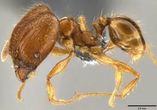 Pheidole sauberi specimen CASENT0219512 image casent0219512_3
