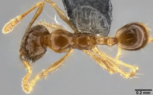 Pheidole sauberi specimen CASENT0282609 image casent0282609_1