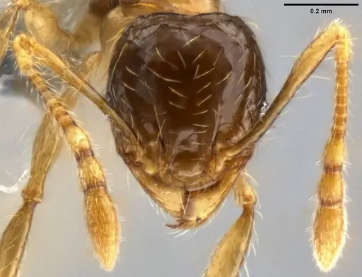 Pheidole sauberi specimen CASENT0282609 image casent0282609_2