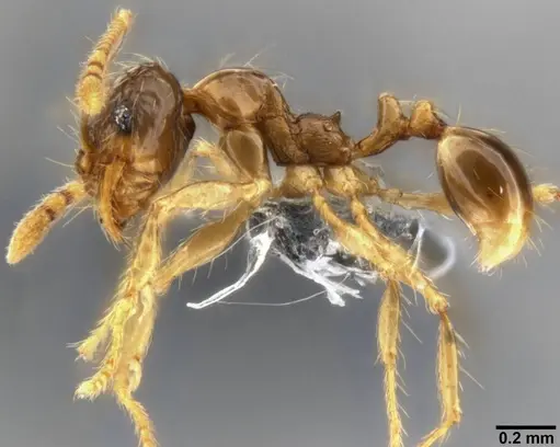 Pheidole sauberi specimen CASENT0282609 image casent0282609_3