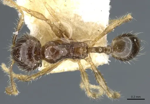 Pheidole sauberi specimen CASENT0904254 image casent0904254_1