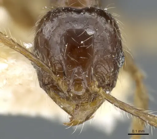 Pheidole sauberi specimen CASENT0904254 image casent0904254_2