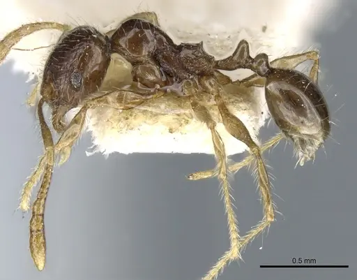 Pheidole sauberi specimen CASENT0904254 image casent0904254_3