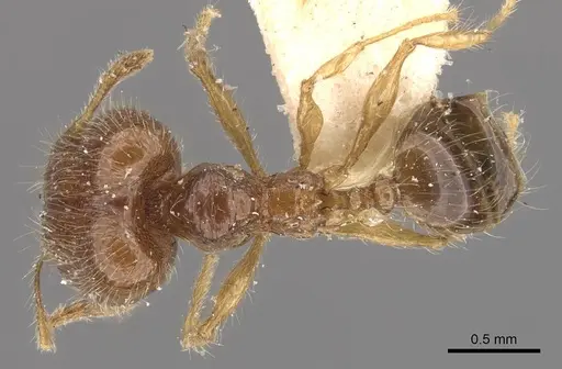 Pheidole sauberi specimen CASENT0907997 image casent0907997_1