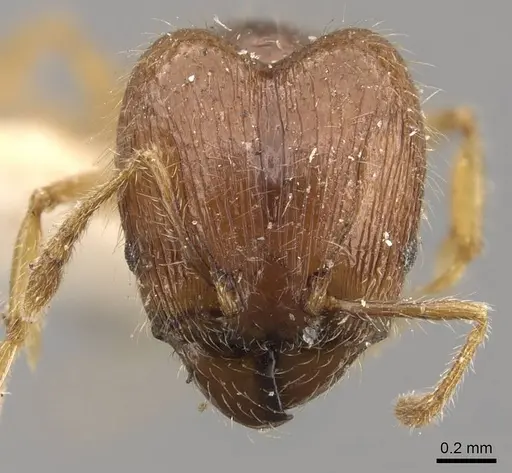 Pheidole sauberi specimen CASENT0907997 image casent0907997_2