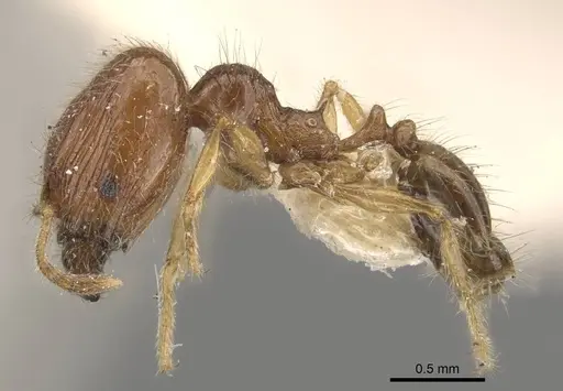 Pheidole sauberi specimen CASENT0907997 image casent0907997_3