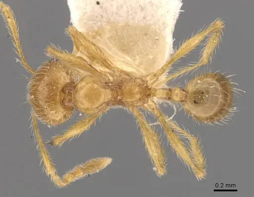 Pheidole sauberi specimen CASENT0907998 image casent0907998_1